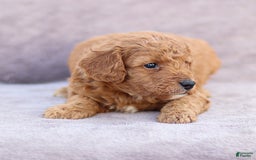 Goldendoodle dogs for sale: Oliver - Image 6