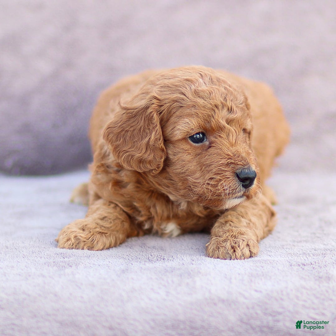 Goldendoodle dogs for sale: Oliver - Image 6