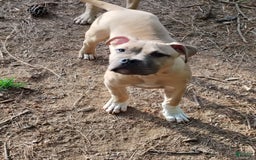 American Bully dogs for sale: Dash - Image 1