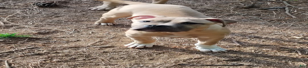 Dash
