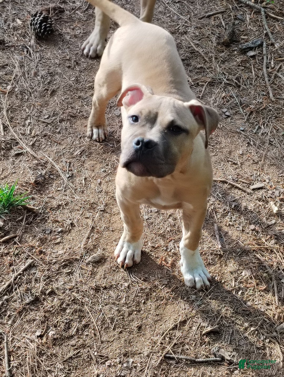 American Bully dogs for sale: Dash - Image 1
