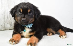 Australian Shepherd dogs for sale: Australian Shepherd 3 puppies - Image 9