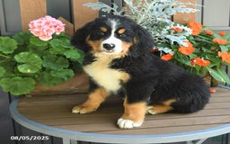 Bernese Mountain Dog dogs for sale: Maze - Image 1