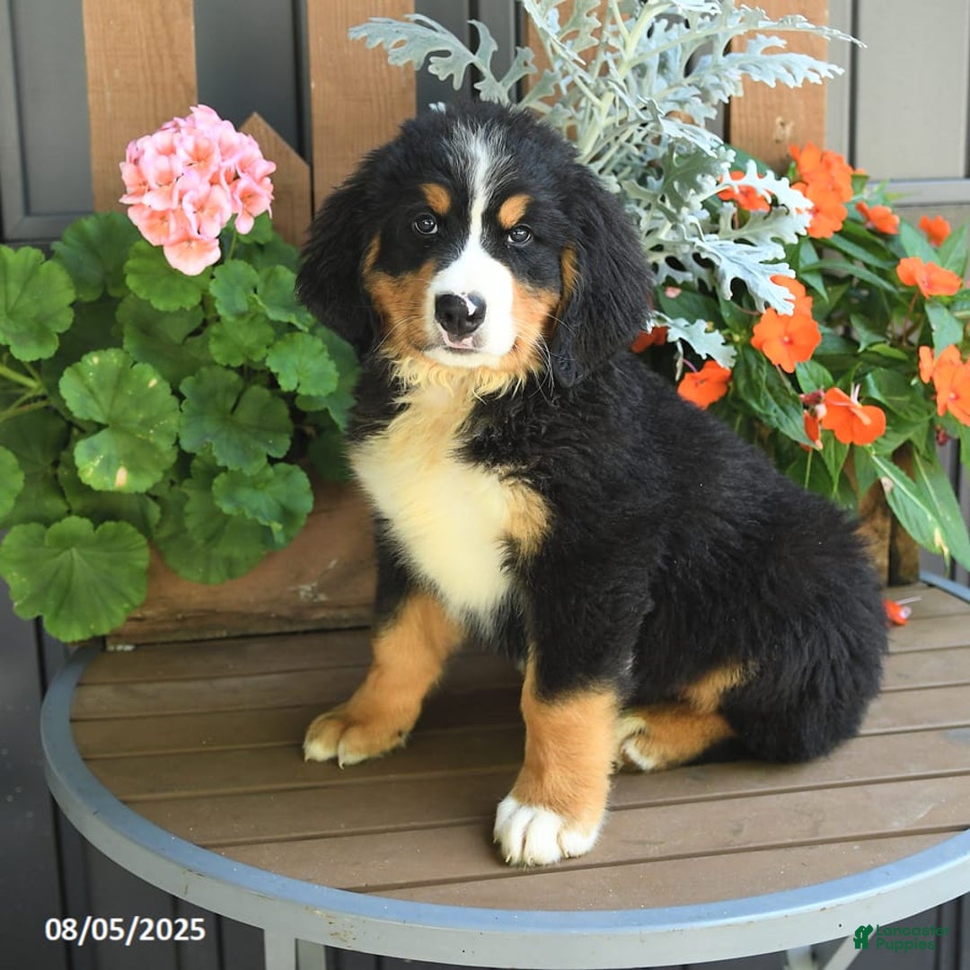 Bernese Mountain Dog dogs for sale: Maze - Image 1
