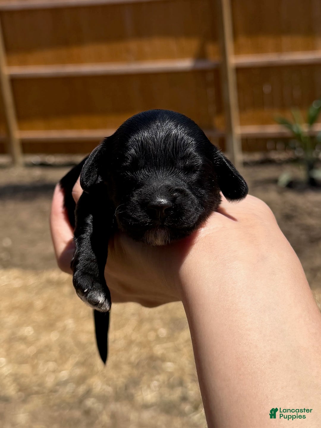 Cockapoo dogs for sale: Sage - Image 3