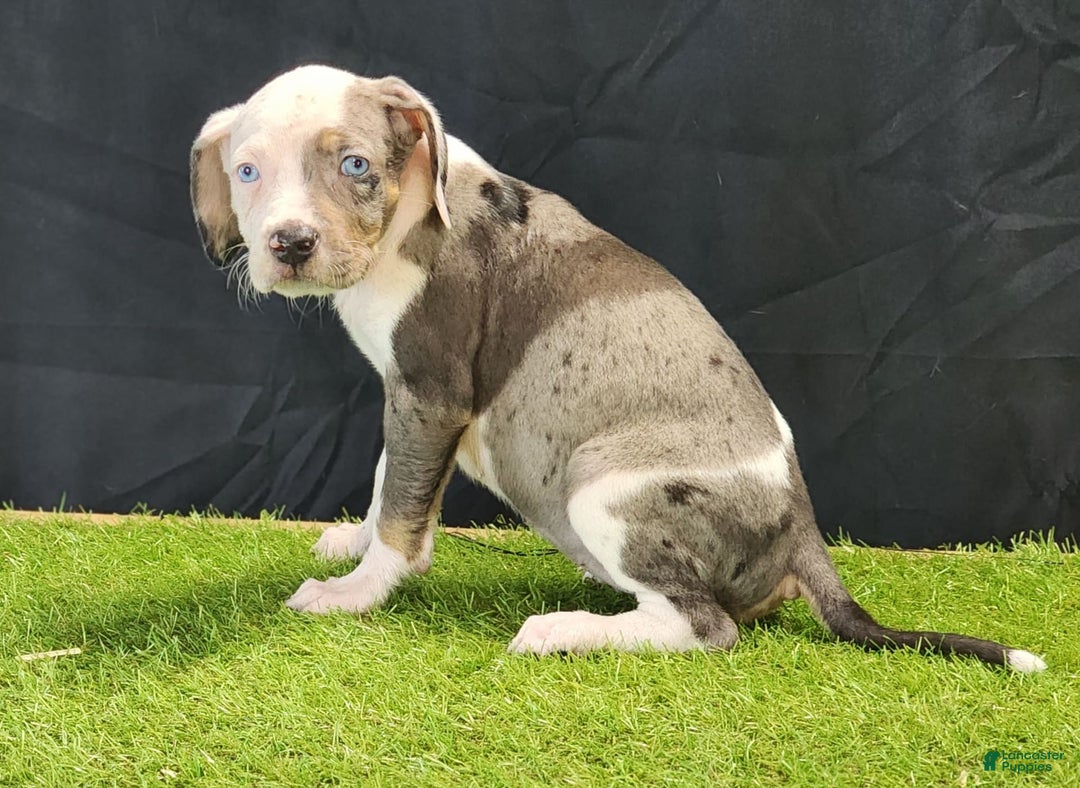 Catahoula Leopard Dog dogs for sale: Diamond 2025 F1 - Image 3