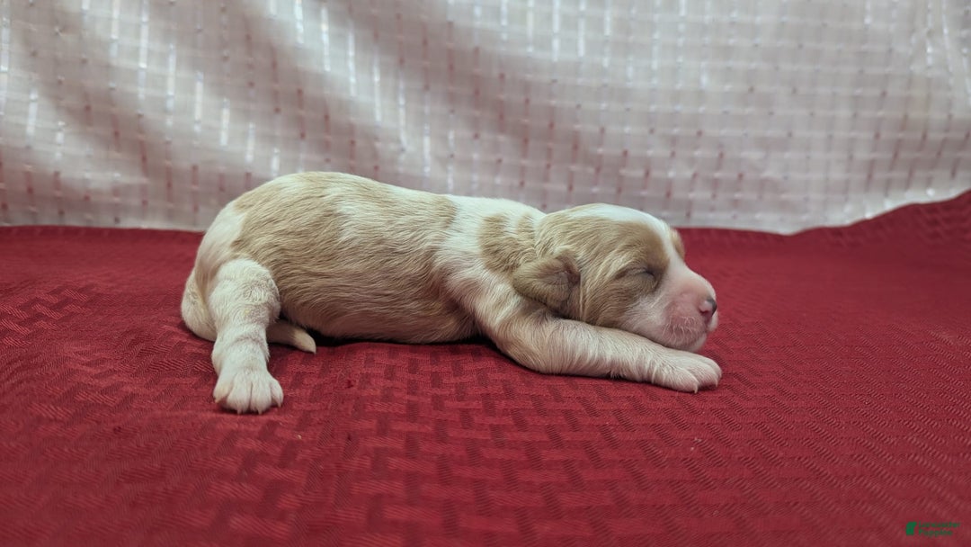 Cockapoo dogs for sale: Rebel - Image 2
