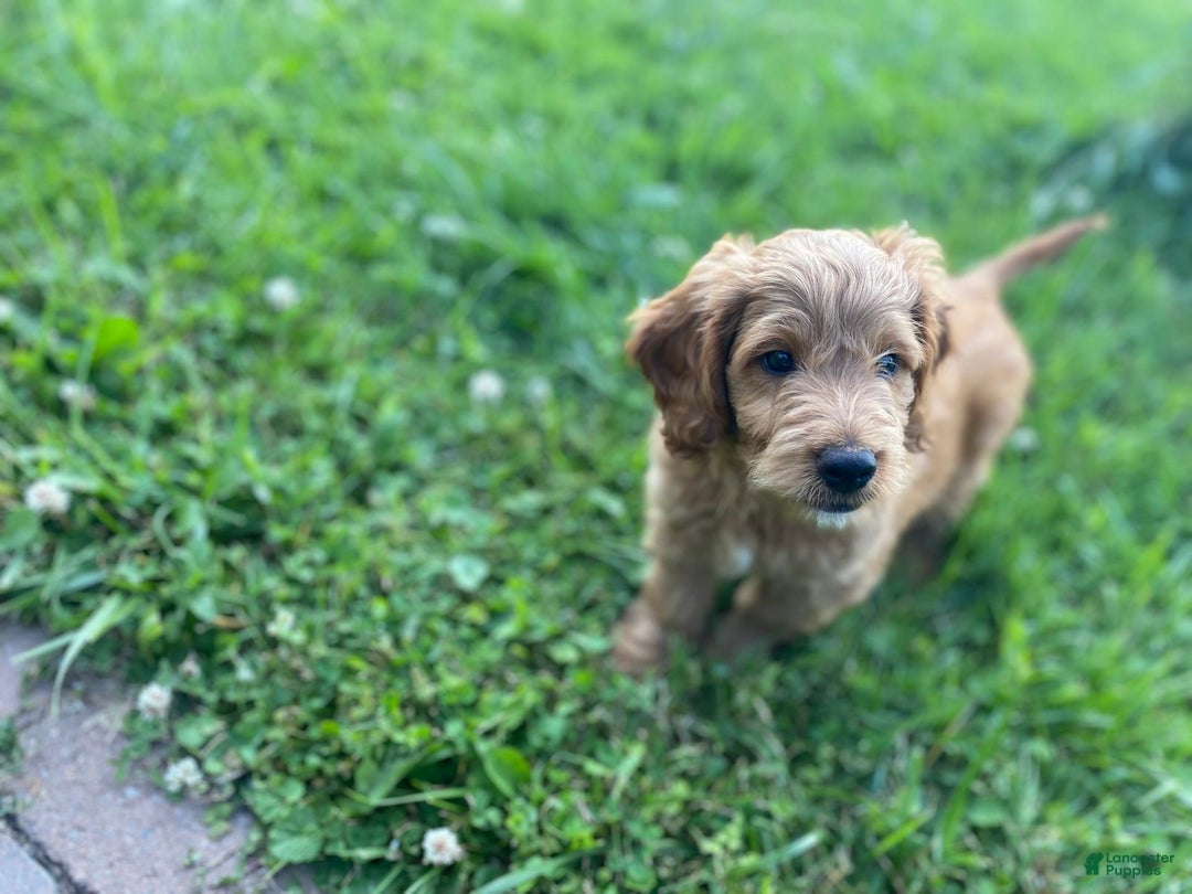 Mini Goldendoodle dogs for sale: Elvis - Image 3