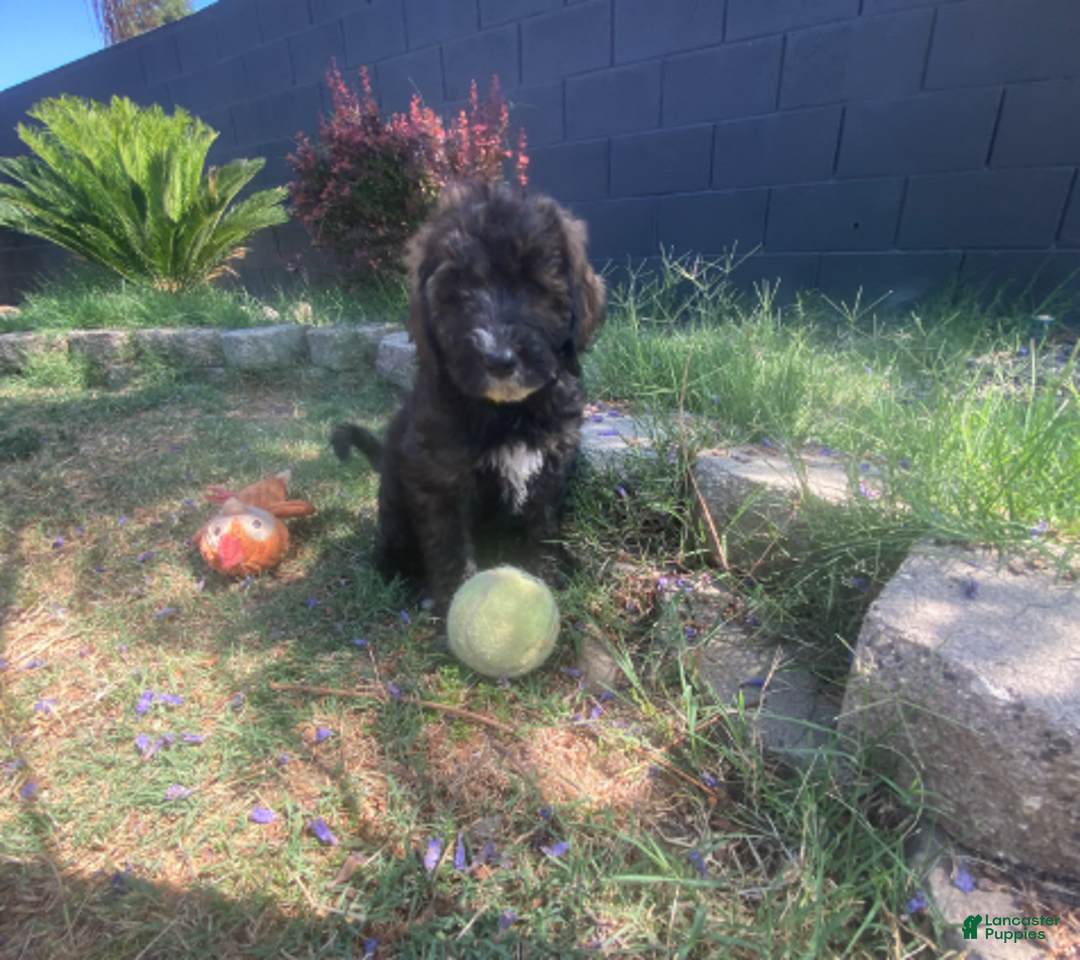 Bernedoodle dogs for sale: Baby Chocolate - Image 6
