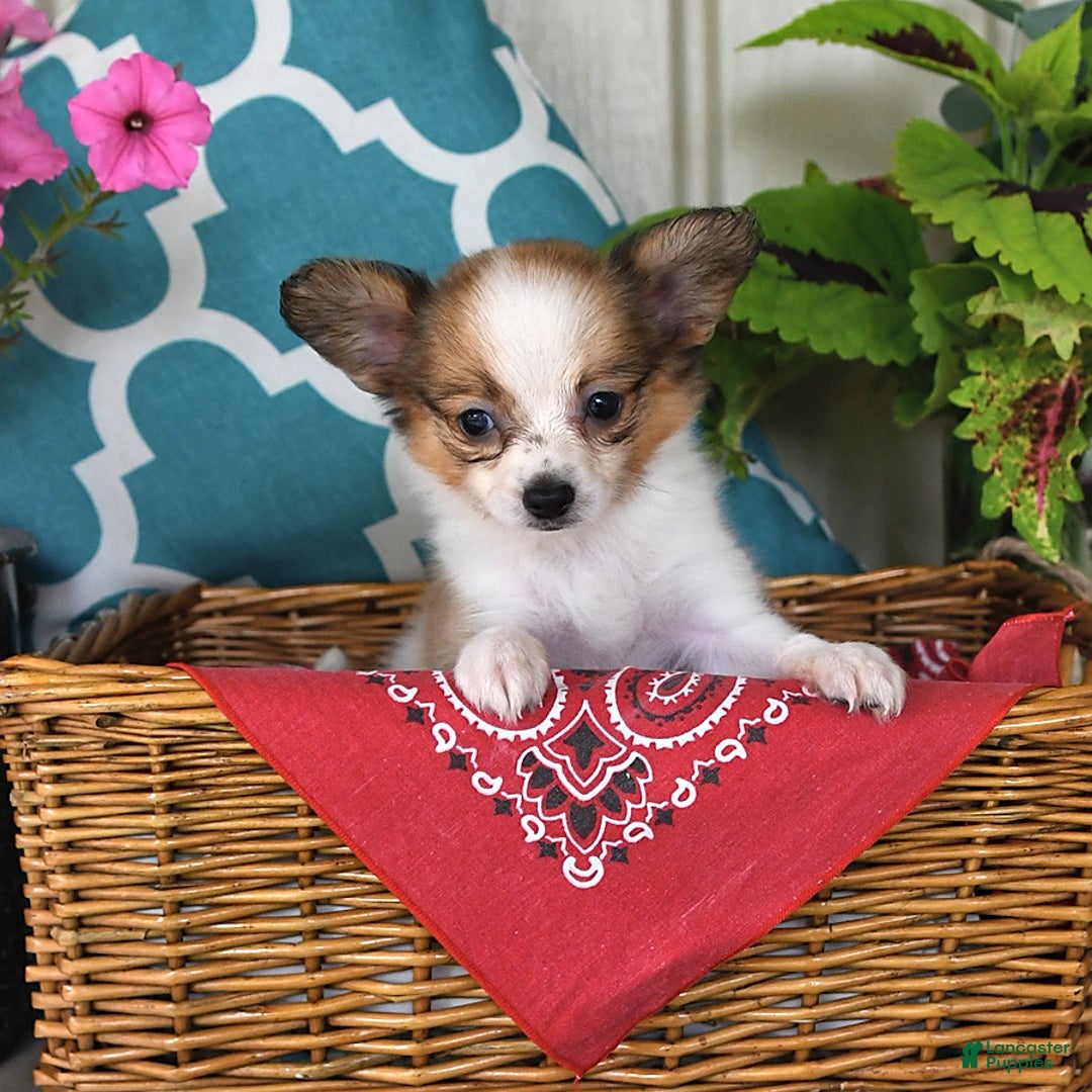Papillon dogs for sale: Shadow - Image 1