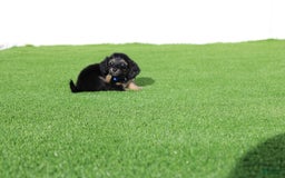 Miniature Dachshund dogs for sale: Penny - Image 2