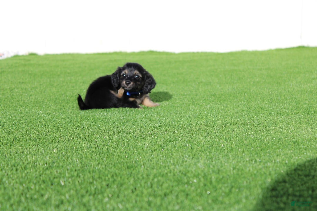Miniature Dachshund dogs for sale: Penny - Image 2