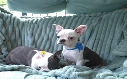 Boston Terrier dogs for sale: Nolan - Image 2
