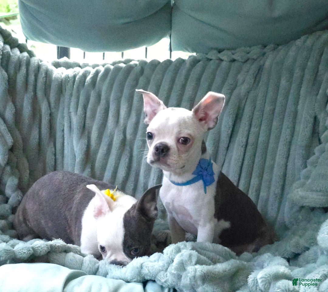 Boston Terrier dogs for sale: Nolan - Image 2