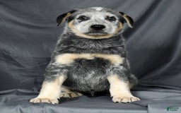 Australian Cattle Dog dogs for sale: Mike - Image 9