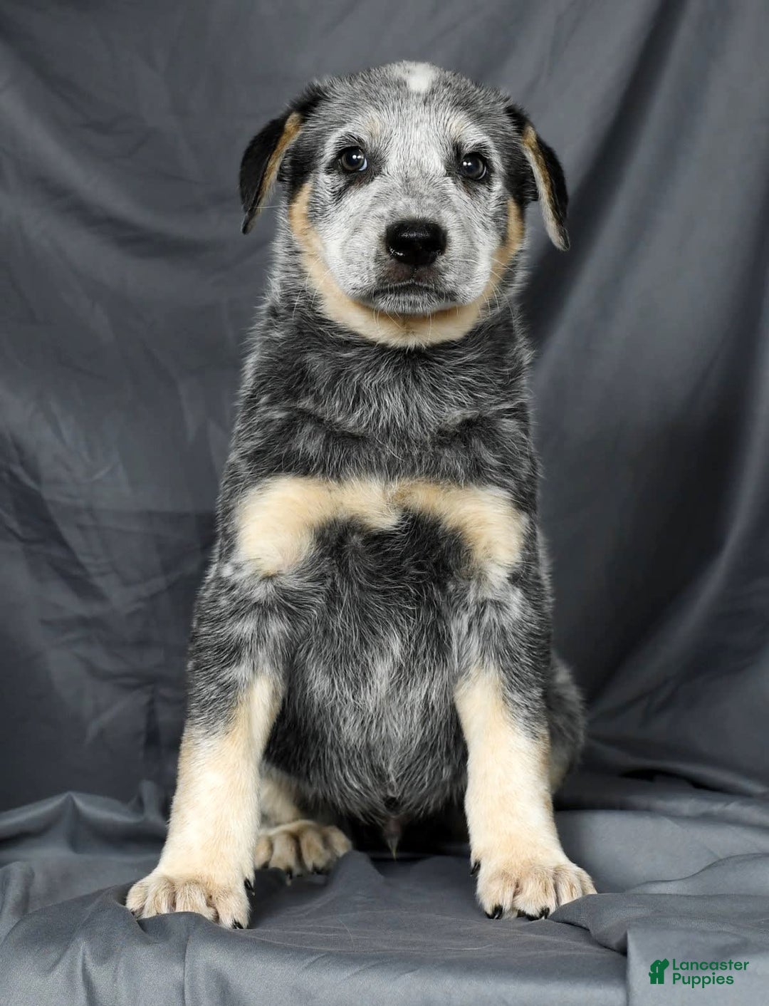 Australian Cattle Dog dogs for sale: Mike - Image 9