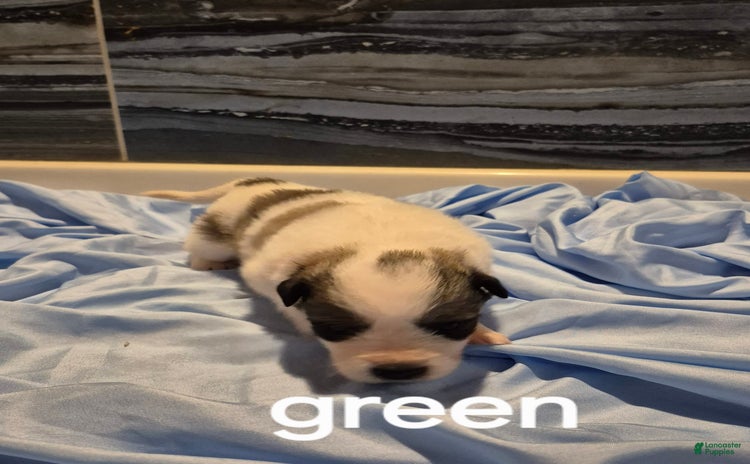 Great Pyrenees dogs for sale - Ad 3