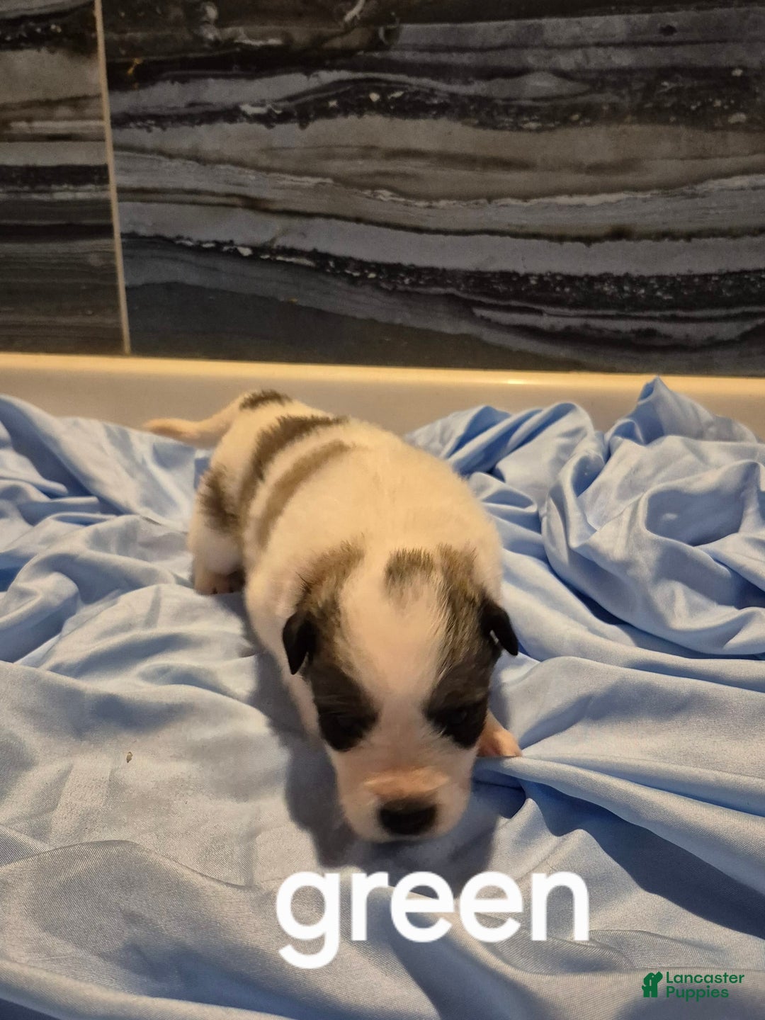 Great Pyrenees dogs for sale: Green - Image 1