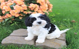 Cavapoo dogs for sale: Connie - Image 5