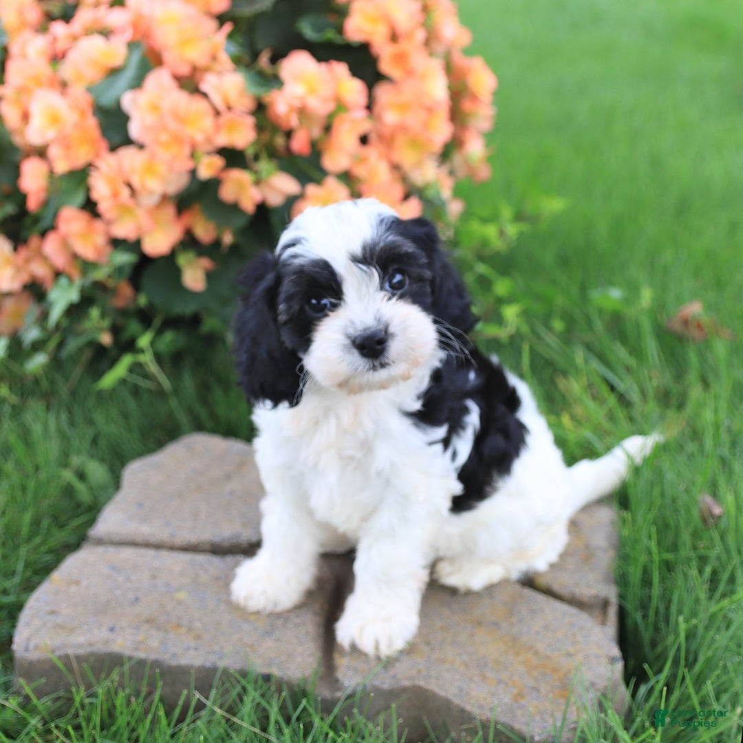 Cavapoo dogs for sale: Connie - Image 5
