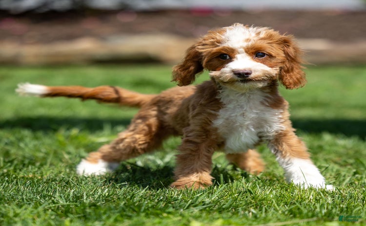 Cavapoo dogs for sale - Ad 3