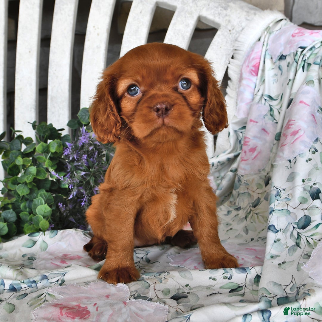 Cavalier King Charles Spaniel dogs for sale: Cavalier King Charles Spaniel 4 puppies - Image 6