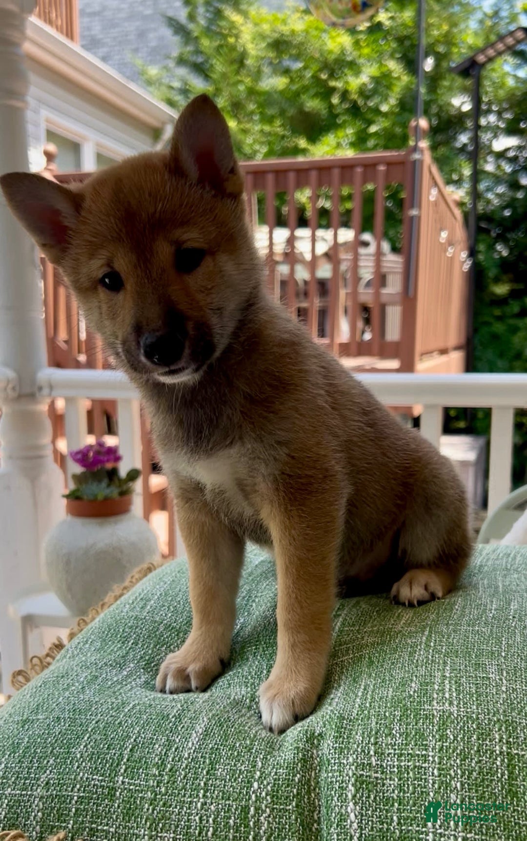 Shiba Inu dogs for sale: Gorgi - Image 3