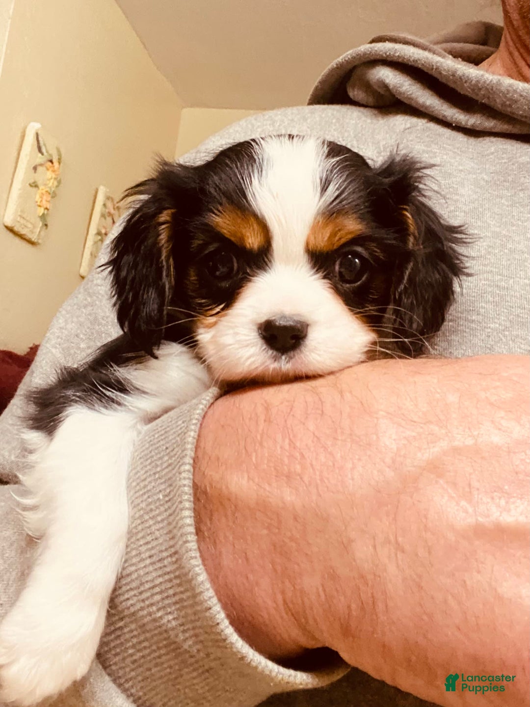 Cavalier King Charles Spaniel dogs for sale: Tri - Image 12