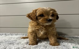 Cavapoo dogs for sale: Willow - Image 5