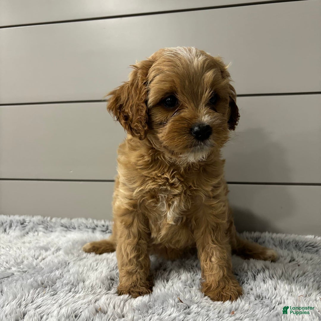 Cavapoo dogs for sale: Willow - Image 5