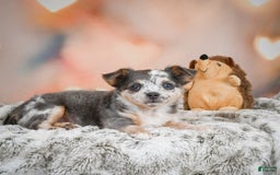 Chihuahua dogs for sale: Callie - Image 3