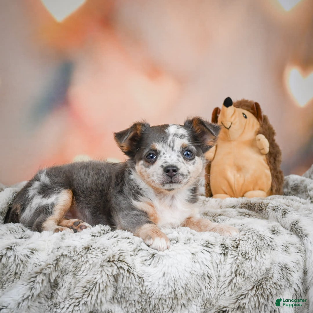 Chihuahua dogs for sale: Callie - Image 3