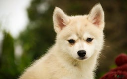 Pomsky dogs for sale: Blaze - Image 6