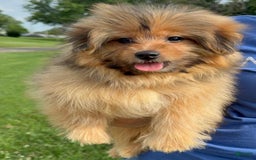 Yorkshire Terrier dogs for sale: Berry - Image 12