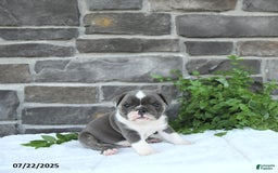 Olde English Bulldogge dogs for sale: Charles - Image 2