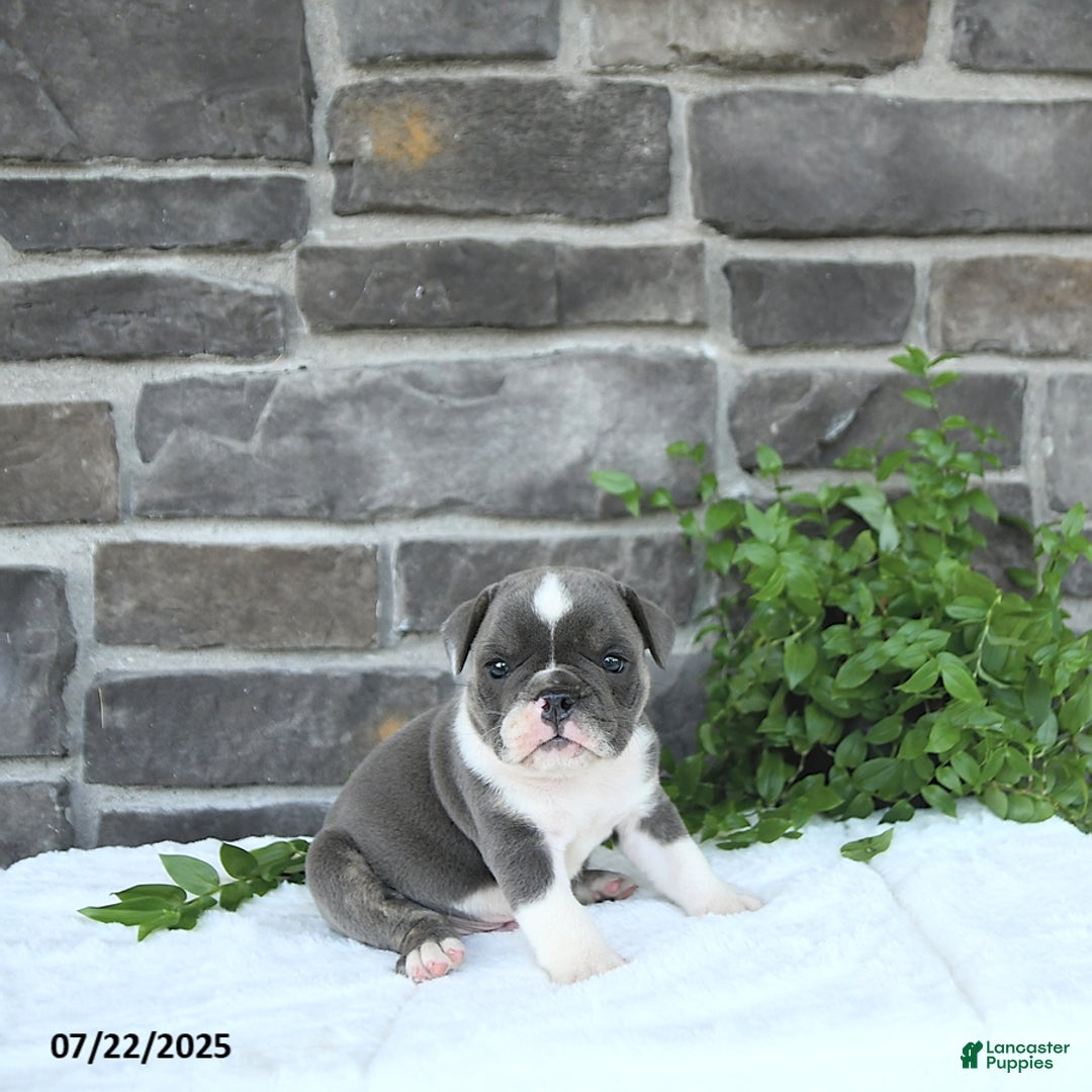 Olde English Bulldogge dogs for sale: Charles - Image 2