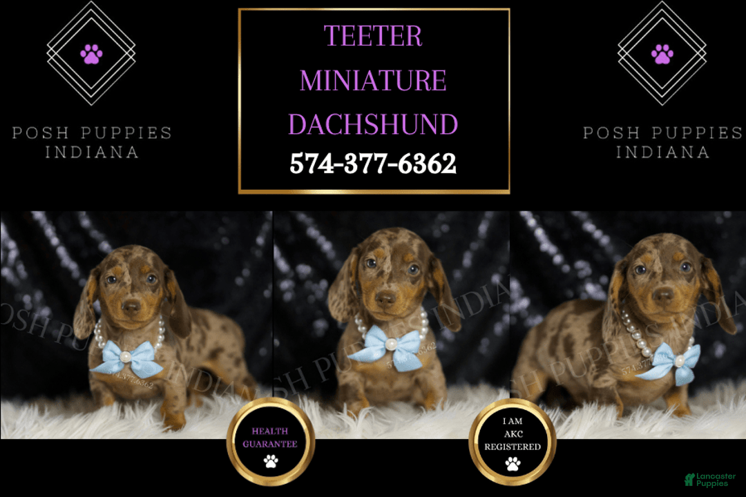Miniature Dachshund dogs for sale: Teeter - Image 6