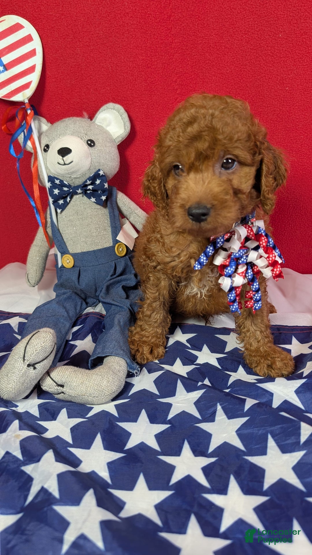 Mini Goldendoodle dogs for sale: Keebler Blue Collar Toy Size - Image 5