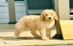 Goldendoodle dogs for sale: Athena - Image 2