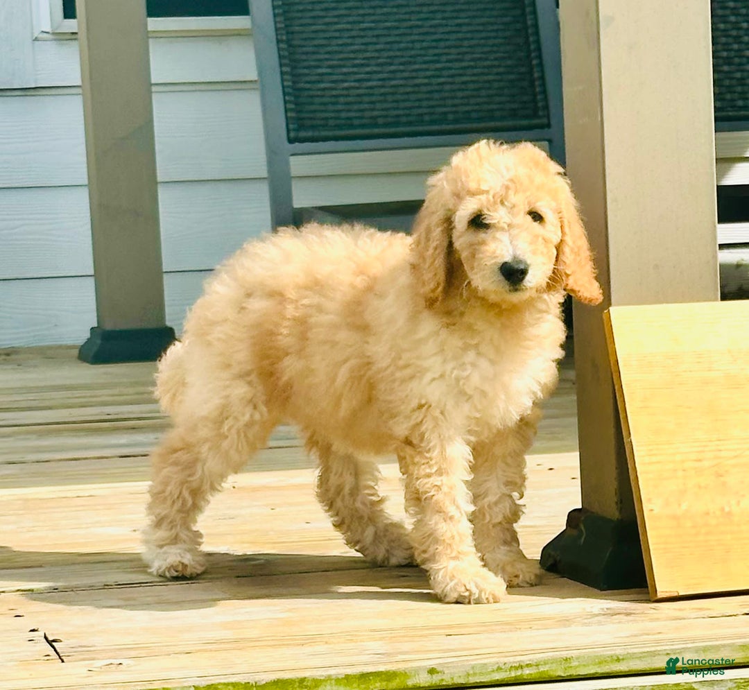 Goldendoodle dogs for sale: Athena - Image 2