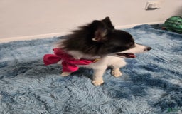 Pomeranian dogs for sale: Mili - Image 8