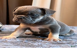 English Bulldog dogs for sale: Blue Boy - Image 1