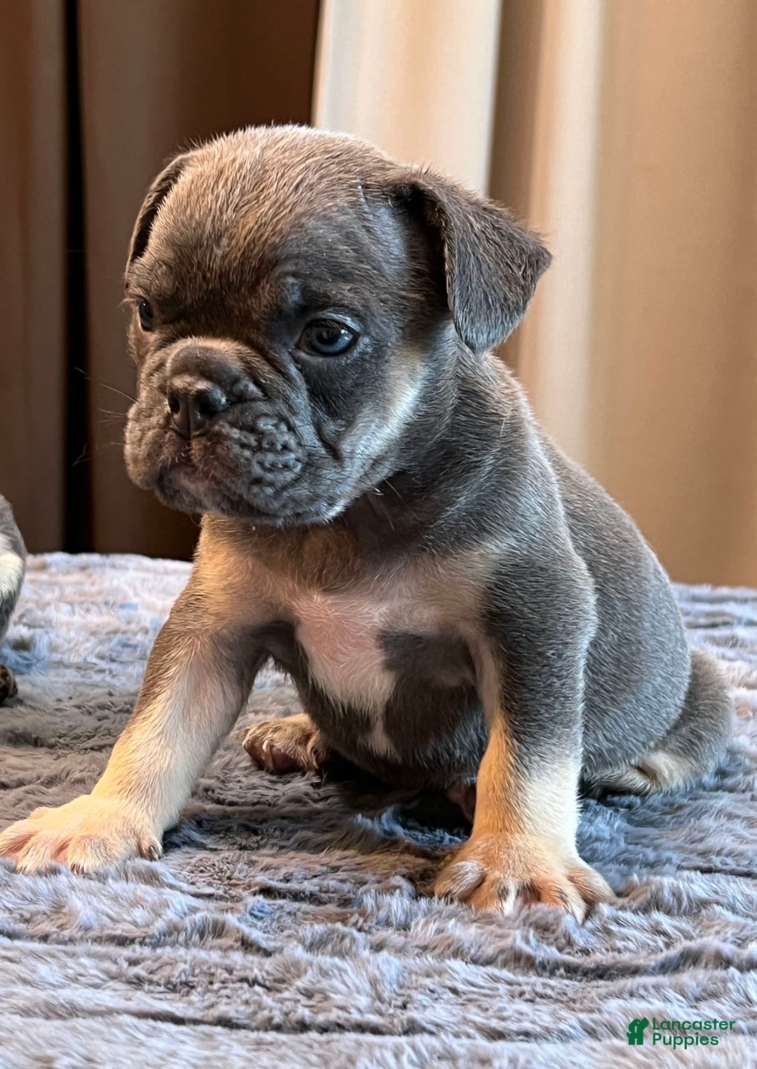English Bulldog dogs for sale: Blue Boy - Image 1