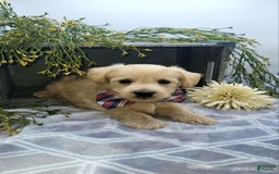 West Highland Terrier dogs for sale: Jordan - Image 1