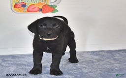 Labrador Retriever dogs for sale: Colt - Image 12