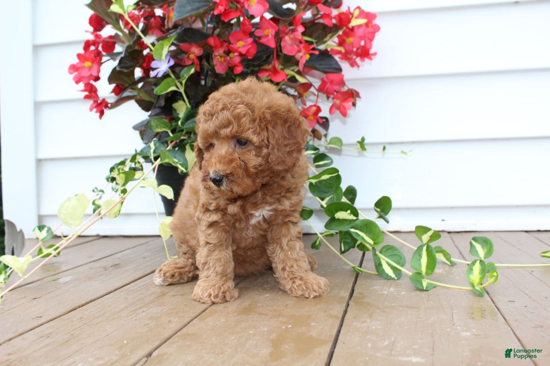Mini Goldendoodle dogs for sale: Karly - Image 4