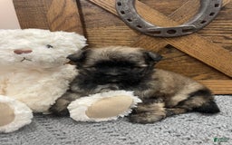 Morkie dogs for sale: Purple - Image 3