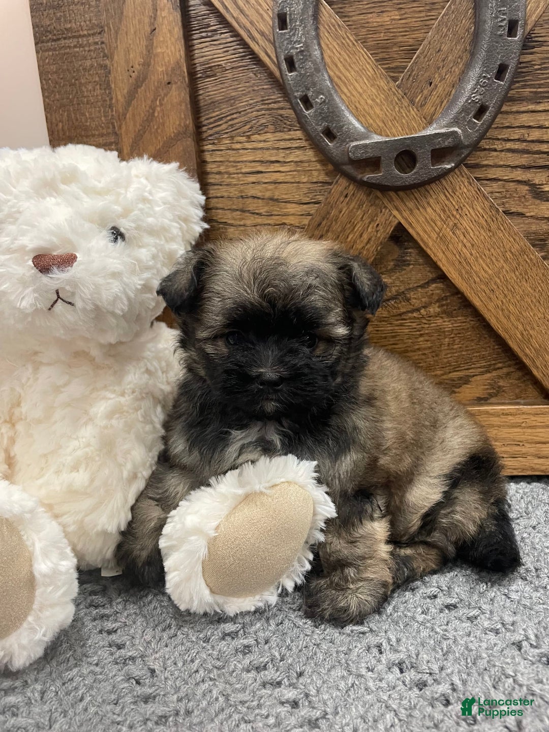 Morkie dogs for sale: Purple - Image 3