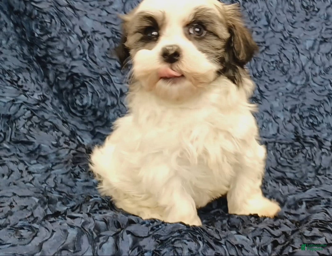Havanese dogs for sale: Hailey - Image 1