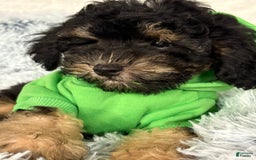 Miniature Poodle dogs for sale: Mica - Image 4